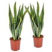 Bloomique Bogenhanf Sansevieria trifasciata Laurentii Vergleich