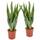 Bloomique Bogenhanf Sansevieria trifasciata Laurentii
