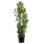 Bloomique Echter Lorbeer groß Vergleich