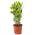 Bloomique Echter Lorbeer
