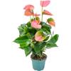 Bloomique Flamingo-Pflanze