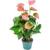 Bloomique Flamingo-Pflanze
