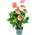 Bloomique Flamingo-Pflanze