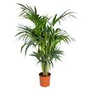 Bloomique Howea Forsteriana