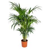 Bloomique Howea Forsteriana