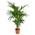 Bloomique Howea Forsteriana