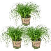 Bloomique Katzengras