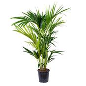 Bloomique Howea Forsteriana