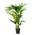 Bloomique Howea Forsteriana