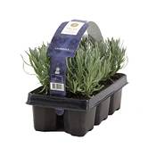 Bloomique Lavendel Angustifolia