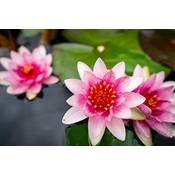 Bloomique Nymphaea 'Attraction' Vergleich
