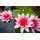 Bloomique Nymphaea 'Attraction'