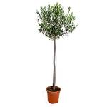 Bloomique Olivenbaum auf Stamm