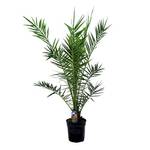 Bloomique Phoenix Canariensis