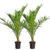 Bloomique Winterharte Palme 'Canariensis'
