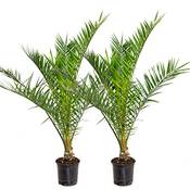 Bloomique Winterharte Palme 'Canariensis'