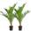 Bloomique Winterharte Palme 'Canariensis'
