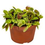 Bloomique Sarracenia