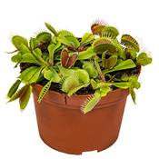 Bloomique Sarracenia
