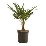 Bloomique Trachycarpus Fortunei