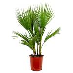 Bloomique Washingtonia Robusta