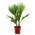 Bloomique Washingtonia Robusta