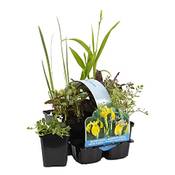 Bloomique Wasserpflanzen Vergleich