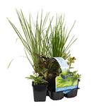 Bloomique Wasserpflanzen