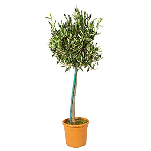 bloombox rhododendron Bloomin' Easy® Rhododendron Bloombux® Magenta Boxwood Alternative