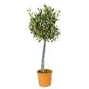 Bloomique Winterharter Olivenbaum