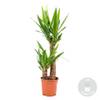 Bloomique Yucca Palme