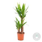 Bloomique Yucca Palme