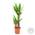 Bloomique Yucca Palme
