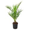 Bloomique Canariensis