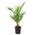 Bloomique Canariensis