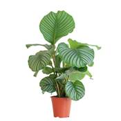 Bloompost Calathea Orbifolia Vergleich