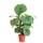 Bloompost Calathea Orbifolia