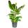 Blume Ideal Bananenpflanze