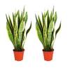 Blume Ideal Bogenhanf