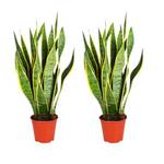 Blume Ideal Bogenhanf