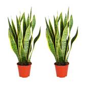 Blume Ideal Bogenhanf