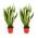 Blume Ideal Bogenhanf