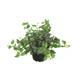 Blumen Eber EFETERDP12 Test
