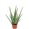 Blumen Senf Aloe vera