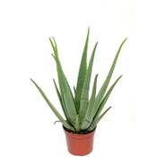 Blumen Senf Aloe vera