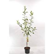 Blumen Senf Apfelbaum Vergleich