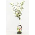 Blumen Senf Braeburn