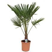 Blumen Senf Chinesische Palme Vergleich