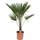 Blumen Senf Chinesische Palme
