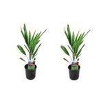 Blumen Senf  Chinesische Hanfpalme